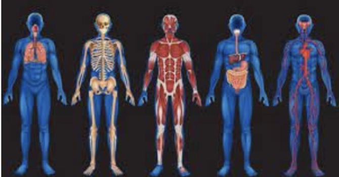 Manual Osteopathy
